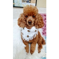 Classic Cream Frayed Bumble Bee Bandana - Scamps