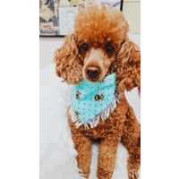 Bright Blue Frayed Bumble Bee Bandana - Scamps