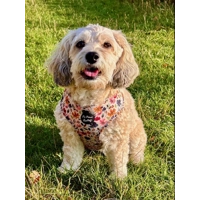 Little Enchanted Meadows Floral Dog Harness  - optional flower accessory