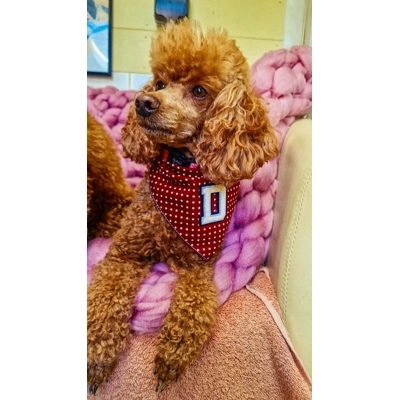 Olde English PERSONALISED Red Polka Dot Dog Bandana