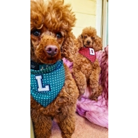 Antique Green PERSONALISED Polka Dot Dog Bandana