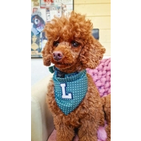 Antique Green PERSONALISED Polka Dot Dog Bandana