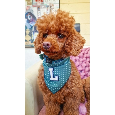 Antique Green PERSONALISED Polka Dot Dog Bandana