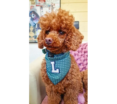 Antique Green PERSONALISED Polka Dot Dog Bandana