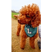 Antique Green PERSONALISED Polka Dot Dog Bandana
