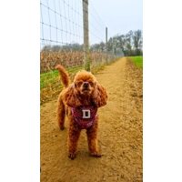 Olde English PERSONALISED Red Polka Dot Dog Bandana