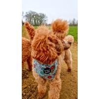Iced Doughnuts & Coffee Dog Harness