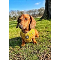 Wild Giraffe Dog Harness