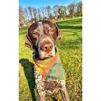 Frayed Orange Willow Plaid Bandana - Scamps