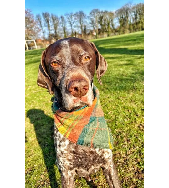 Frayed Orange Willow Plaid Bandana - Scamps