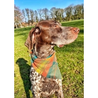 Frayed Orange Willow Plaid Bandana - Scamps