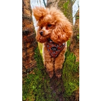 Woodland Badger Dog Harness