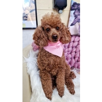 Dusty Rose Pink Denim Raw Edge Dog Bandana