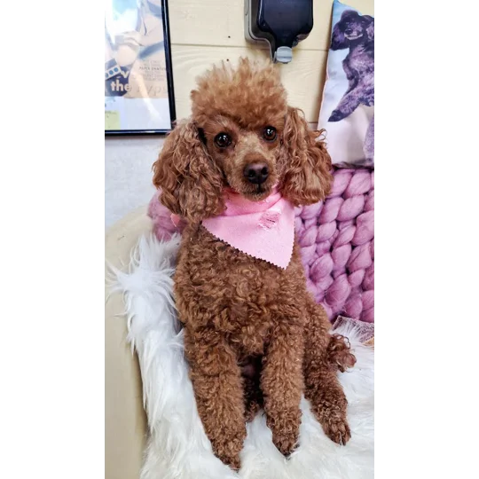 Dusty Rose Pink Denim Raw Edge Dog Bandana