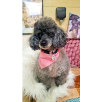 Dusty Rose Pink Denim Raw Edge Dog Bandana