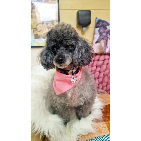 Dusty Rose Pink Denim Raw Edge Dog Bandana