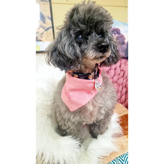 Dusty Rose Pink Denim Raw Edge Dog Bandana