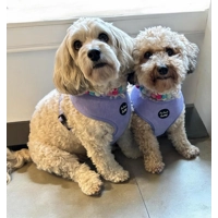 Pastel Purple Cord Dog Harness