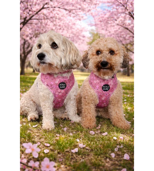 Olde Garden Bloom Dog Harness