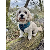 Happy Highland Cow Dog Harness