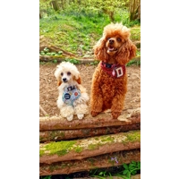 Iced Doughnuts & Coffee Dog Collar