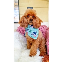 Classic Moo Cow Dog Bandana