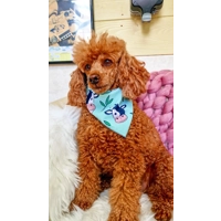 Classic Moo Cow Dog Bandana