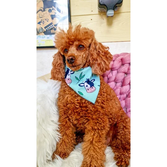 Classic Moo Cow Dog Bandana