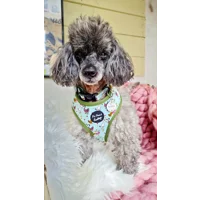 Countryside Ducks ID Dog Tag - NEW STYLE