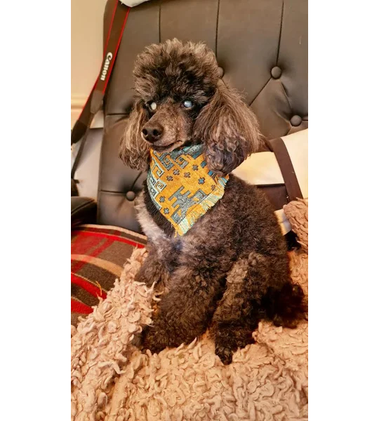 Frayed Yellow Copper Wolf Bandana - Scamps