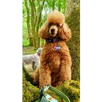 Royal Purple Patch Custom ID Dog Tag - NEW STYLE