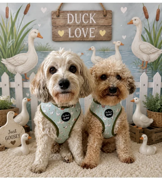 Countryside Ducks ID Dog Tag - NEW STYLE