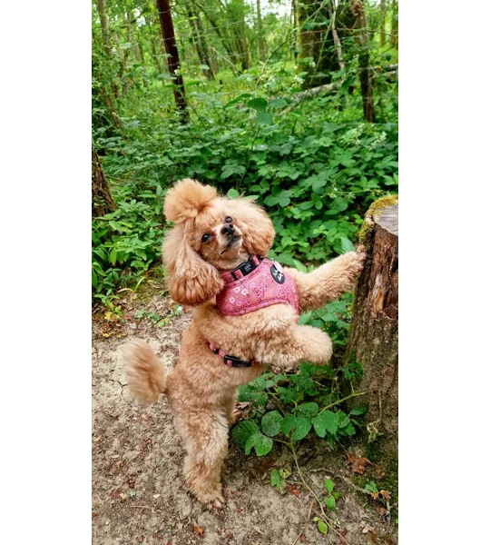 Olde Garden Bloom Dog Harness