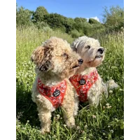 Sweet Marmalade Blossom Floral Dog Harness  - optional flower accessory