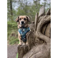 Dino Rawr Dog Harness  - optional bow tie accessory