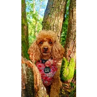 Berry Blossom Floral Dog Harness