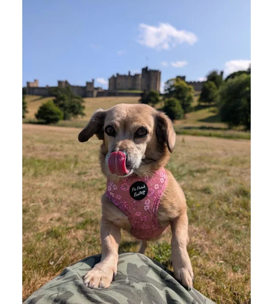 Olde Garden Bloom Dog Harness