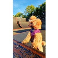 Royal Purple Patch Dog Harness