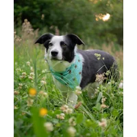 Bright Blue Cord Bumble Bee Polka Dots Dog Bandana