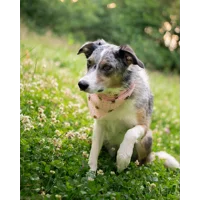 Rose Petal Pink Cord Bumble Bee Polka Dots Dog Bandana