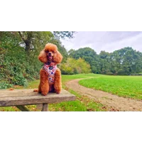 Little Enchanted Meadows Floral Dog Harness  - optional flower accessory
