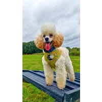 Zesty Butter Meadows Floral Dog Harness