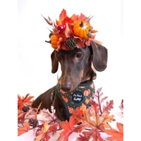 Harvest Pumpkin Patch Dog Harness