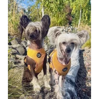 Mustard Yellow Cord Dog Harness