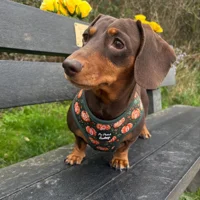 Harvest Pumpkin Patch Dog Harness