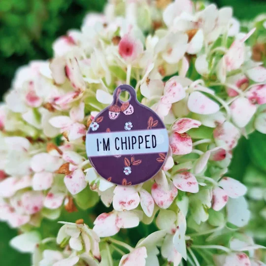 Happy Little Acorns ID Dog Tag - NEW STYLE