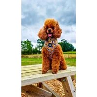 Woodland Badger Dog Harness - optional bow tie accessory