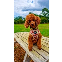 Pumpkin Patch Cart Dog Harness