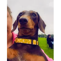 Sunshine Daisy Dog Collar- Optional Flower Accessory