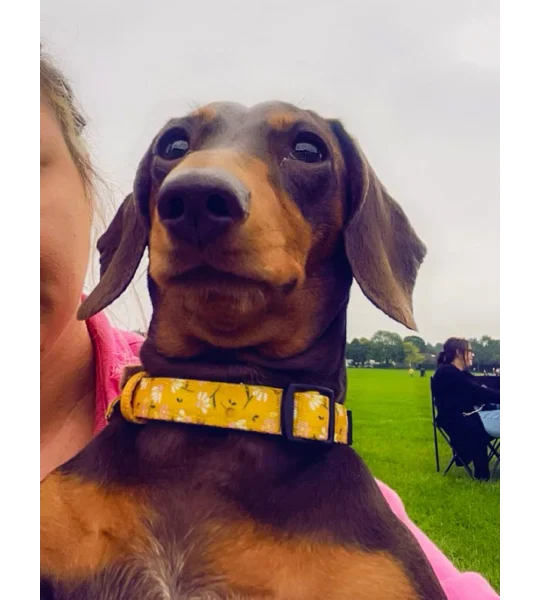 Sunshine Daisy Dog Collar- Optional Flower Accessory